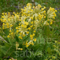 Primula veris - Gulden Sleutelbloem - BIO