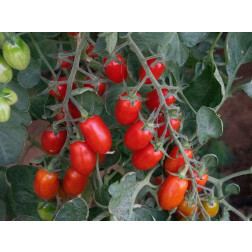 Tomaat - Datella - BIODYNAMISCH