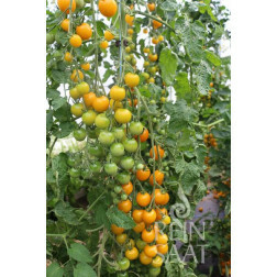 Kerstomaat - Goldkrone - BIODYNAMISCH