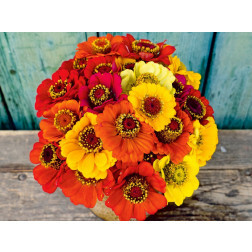 Zinnia elegans - Zinnia 'Sommer in Orange' - BIODYNAMISCH 