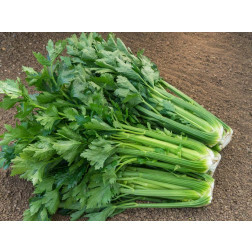 Bleekselder - Tall Utah - BIODYNAMISCH