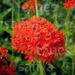 Lychnis chalcedonica - Brandende Liefde - BIODYNAMISCH