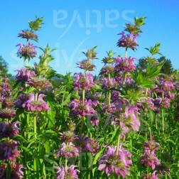 Monarda citriodora - Citroenbergamot - BIODYNAMISCH