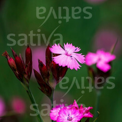 Dianthus carthusianorum - Kartuizer Anjer - BIODYNAMISCH