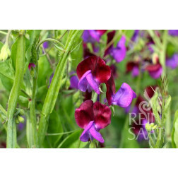 Lathyrus odoratus - Reukerwt 'Cupani' - BIODYNAMISCH