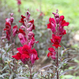 Antirrhinum majus - Leeuwenbekje 'Black Prince' - BIODYNAMISCH