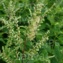 Teucrium scorodonia - Valse salie / Gamander - BIODYNAMISCH