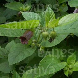 Atropa belladonna - Wolfskers - BIODYNAMISCH