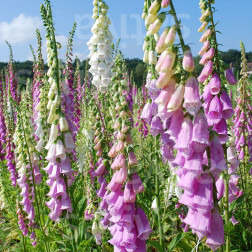 Digitalis purpurea - Vingerhoedskruid  - BIODYNAMISCH