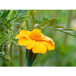 Tagetes patula - Tagetes anti-nematoden - BIODYNAMISCH