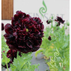 Papaver somniferum var. paeoniflorum - Sierpapaver 'Black Peony' - BIODYNAMISCH