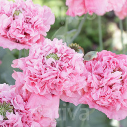 Papaver somniferum var. Paeoniflorum - Slaapbol dubbel-roze uit Flamatt - BIODYNAMISCH