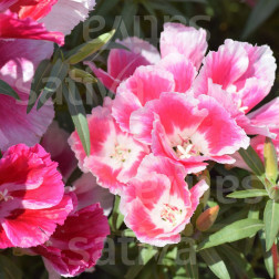 Clarkia amoena - Zomerazalea 'Azaleenschau' - BIODYNAMISCH