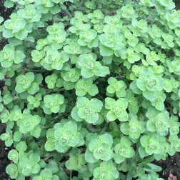 Origanum syriacum - Syrische marjolein 'Babilye' - BIODYNAMISCH