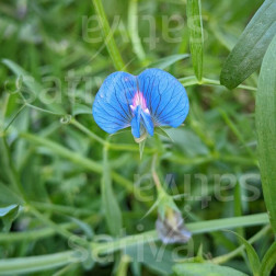 Zaailathyrus - Lathyrus sativus 50g - BIO