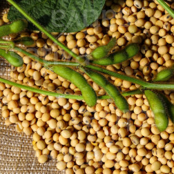 Soja voor tofu - BIO