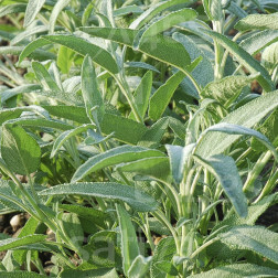 Salvia officinalis - Salie - BIO