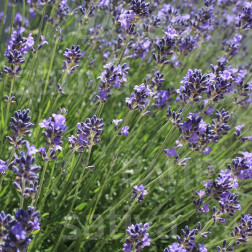 Lavandula angustifolia - Echte Lavendel - BIODYNAMISCH