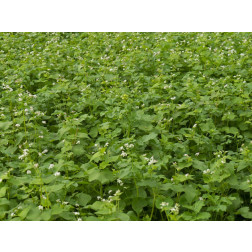 Snelle bodembedekker mengeling - 1 kg - voor 330 m² - BIO
