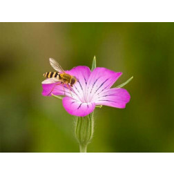 Agrostemma githago - Bolderik - BIODYNAMISCH 