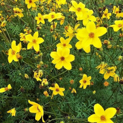 Bidens ferulifolia - Tandzaad - BIO