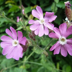 Silene dioica - Dagkoekoeksbloem - BIO