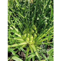 Catalogna - Puntarelle di Galatina - Medusa - BIO