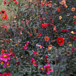 Dahlia sp. - Eénjarige dahlia - BIODYNAMISCH