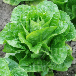 Romeine sla - Pinokkio - BIO