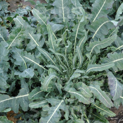 Broccoli - Fiolaro - BIO