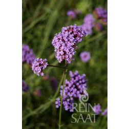 Verbena bonariensis - Argentijnse verbena - BIODYNAMISCH