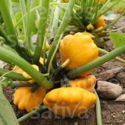 Pompoen - Patisson Orange - BIODYNAMISCH