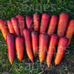 Wortel - Rouge Sang - BIO