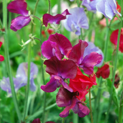 Lathyrus odoratus - Lathyrus/Reukerwt - BIO