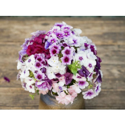 Vlambloem - Phlox drummondii - 'Märchenzauber' - BIODYNAMISCH