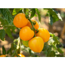 Tomaat - Duttingold - BIODYNAMISCH