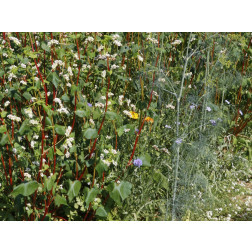 Hannover mengeling - 3 g - voor 3 m² - BIO