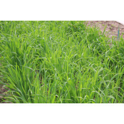 Japanse haver - Avena strigosa - Saia - 50 g - voor 4 m² - BIO