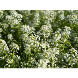 Lobularia maritima - Zilverschildzaad - BIO