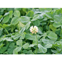 Witte klaver - laaggroeiend - Hebe -15 g - voor 10 m² - BIO 