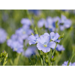 Olievlas - Lirina - 50 g - voor 8 m² - BIODYNAMISCH