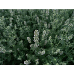 Nepeta cataria - Witte melisse/Citroenkattenkruid - BIODYNAMISCH
