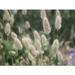 Lagurus ovatus - Hazenstaart - BIODYNAMISCH