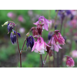 Aquilegia vulgaris - Akelei - BIODYNAMISCH