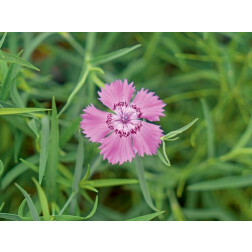 Dianthus amurensis - Chinese anjer - BIODYNAMISCH