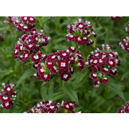Dianthus barbatus - Duizendschoon 'Chris' - BIODYNAMISCH
