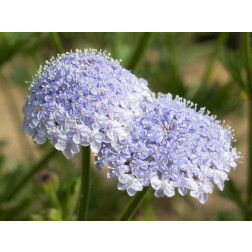 Trachymene coerulea - Blauwe kantbloem - BIODYNAMISCH