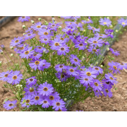 Brachyscome iberidifolia - Australisch madeliefje - BIODYNAMISCH