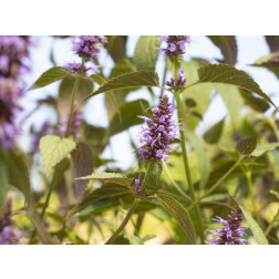 Agastache rugosa - Koreaanse munt - BIODYNAMISCH