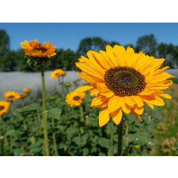 Helianthus annuus - Zonnebloem vertakt 'Sinja' - BIODYNAMISCH